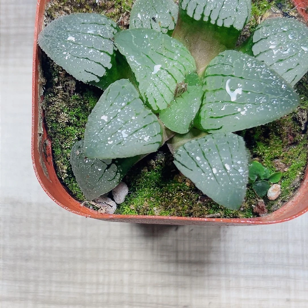 天空之镜多肉植物66666