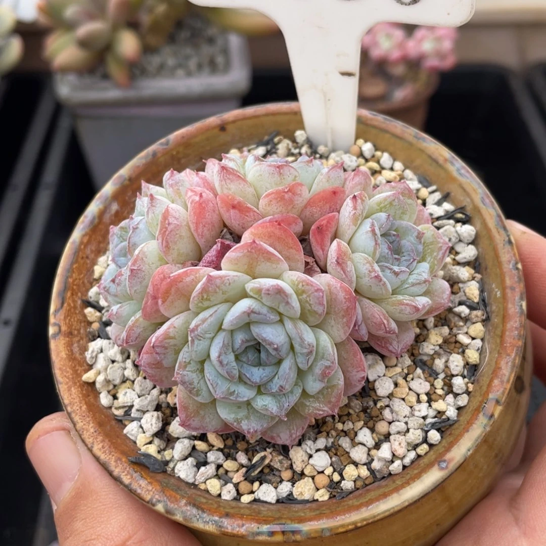 050雪颜不带盆7厘米