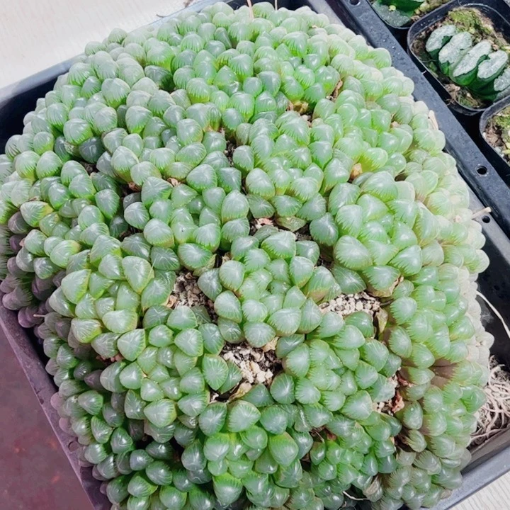 十二卷 实生en冰灯