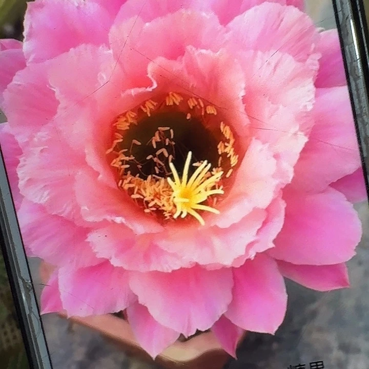 糖果侧芽5公分毛花柱