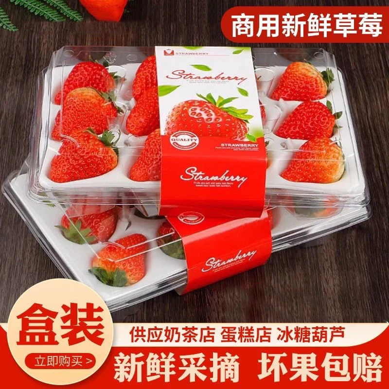 【精品礼盒】酸草莓现摘蛋糕露天烘焙包邮新鲜商用批发草莓糖葫芦