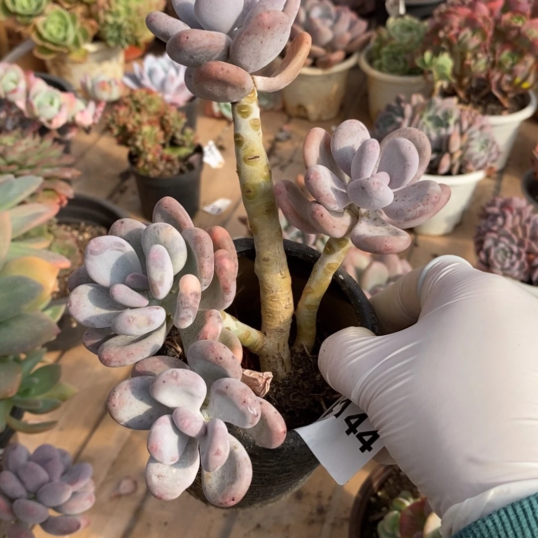 144橙雪球一物一拍