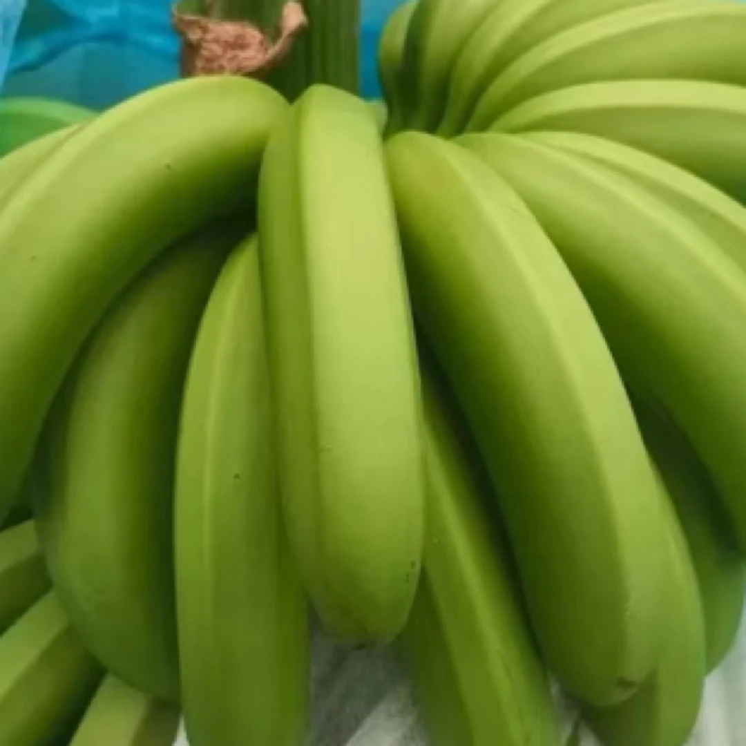云南高山原生态香蕉口感软糯香甜，收到需自行催熟