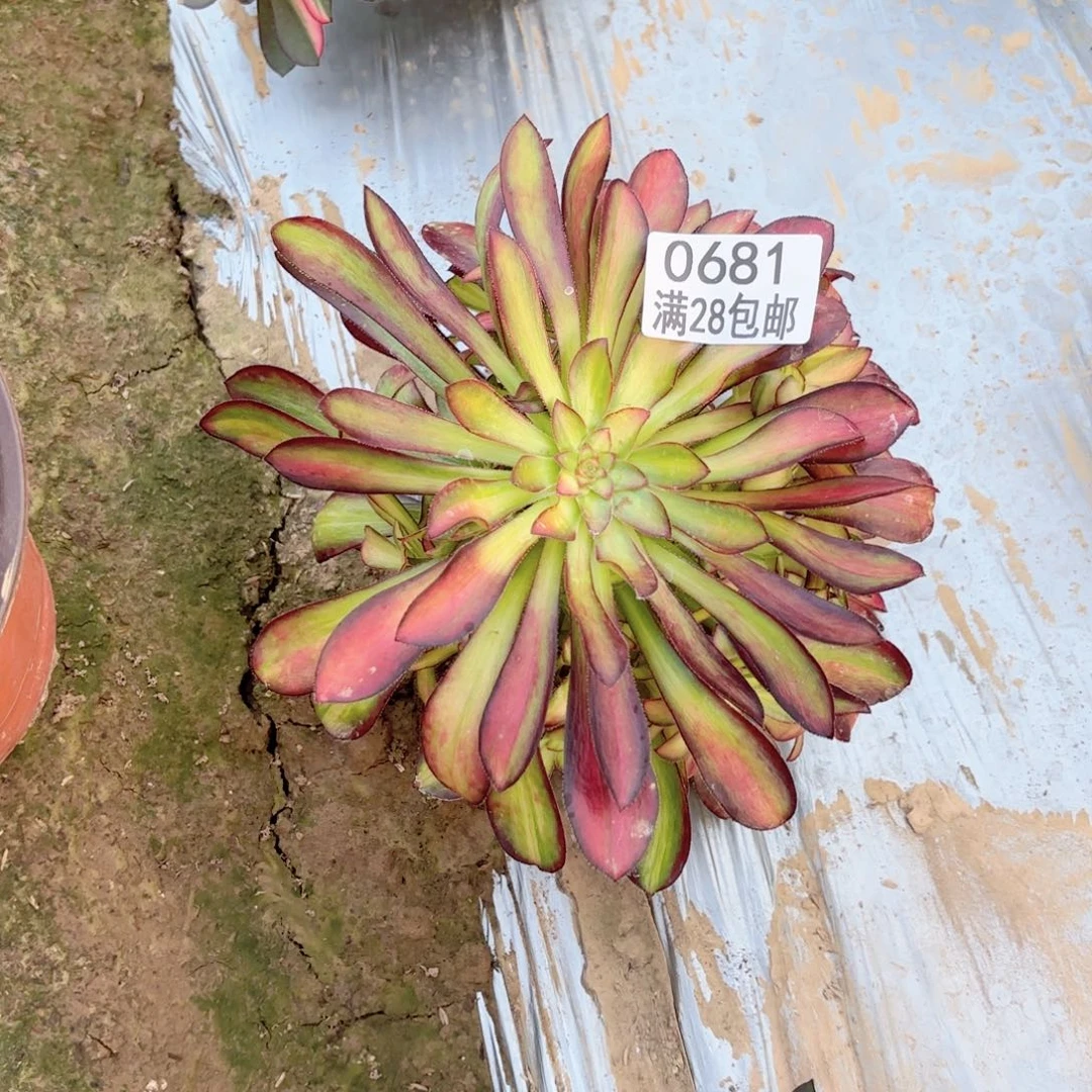 F.   0681魅力多肉