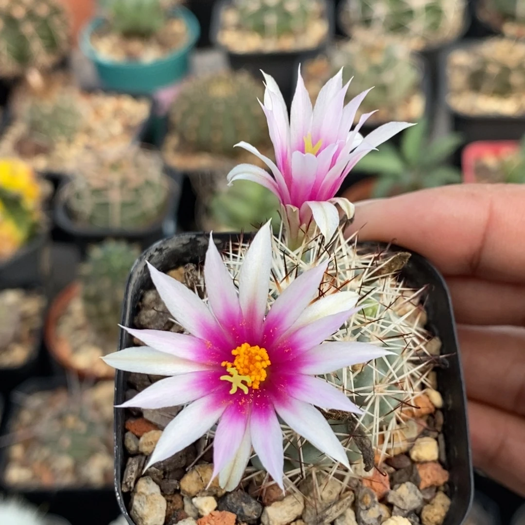 植播园艺白花蓬莱宫