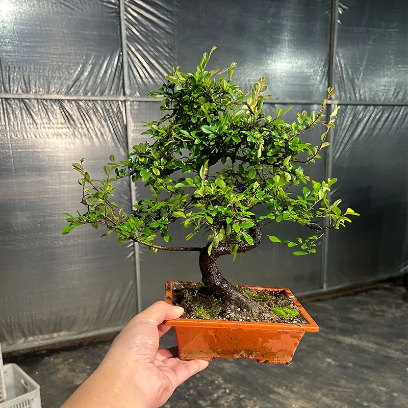 小叶榆树造型盆景办公室绿植老桩室内外客厅茶桌办公高档桌面绿植