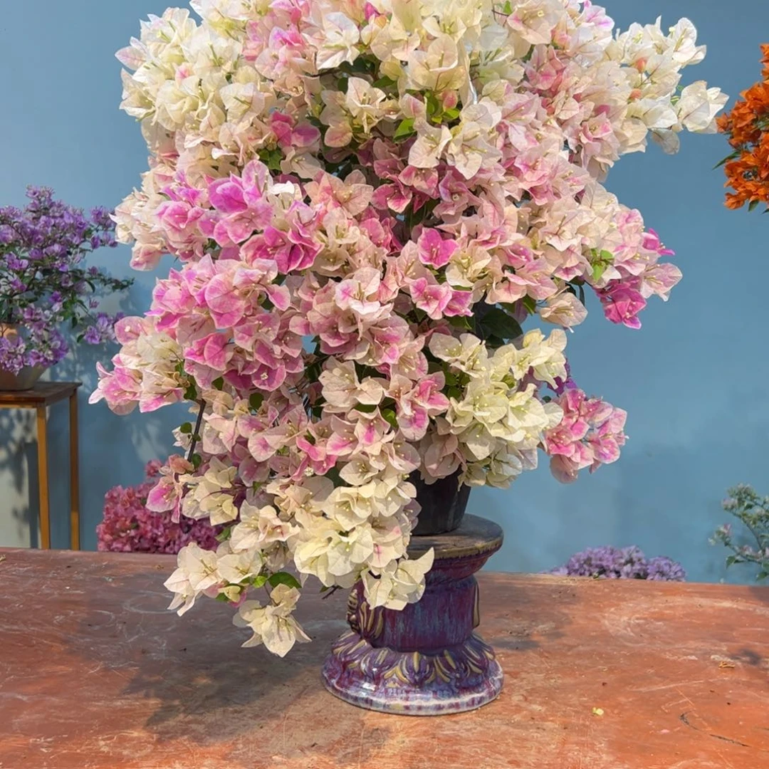 Q****完全开放三角梅一物一拍漳红樱