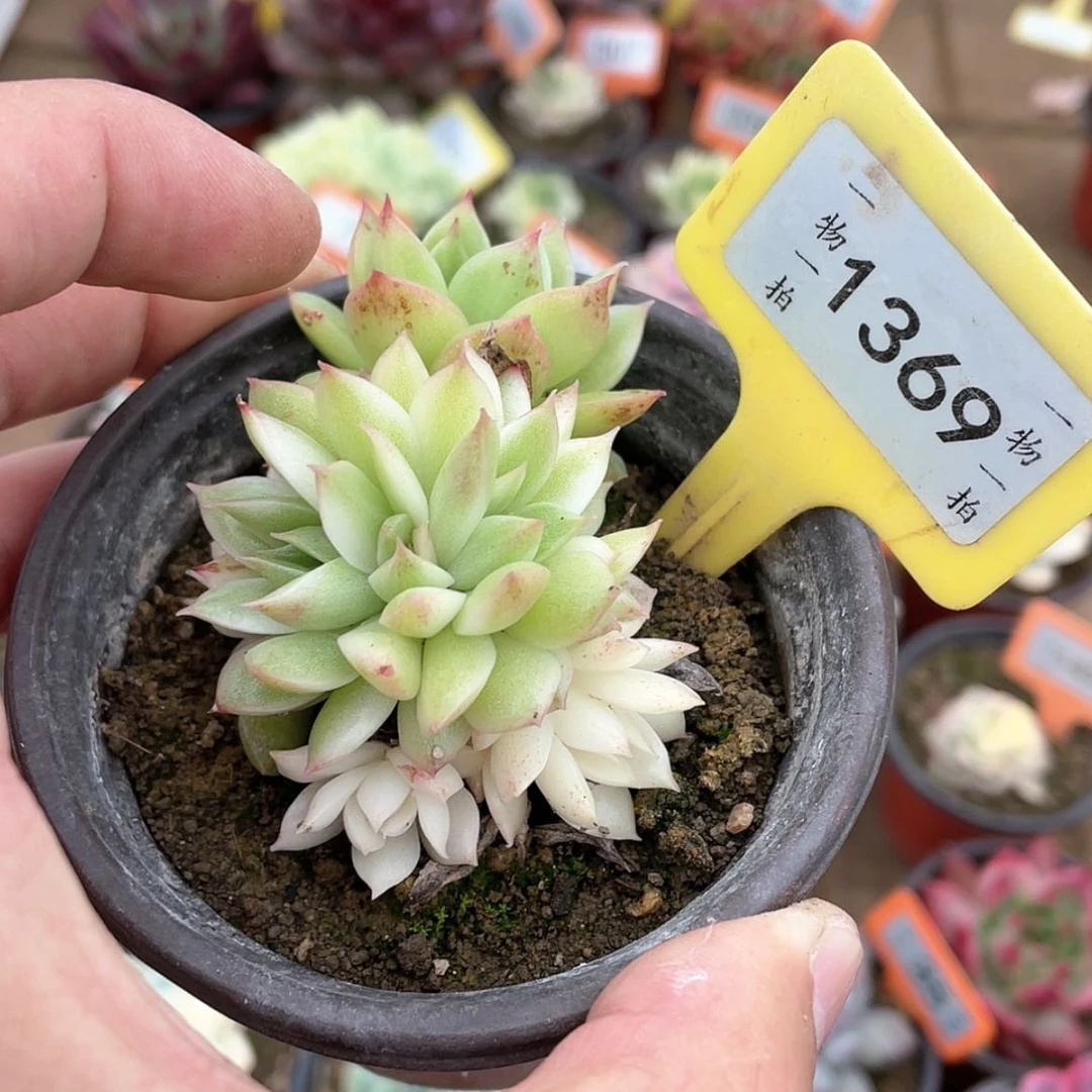 【闪购商品】西**心1369号