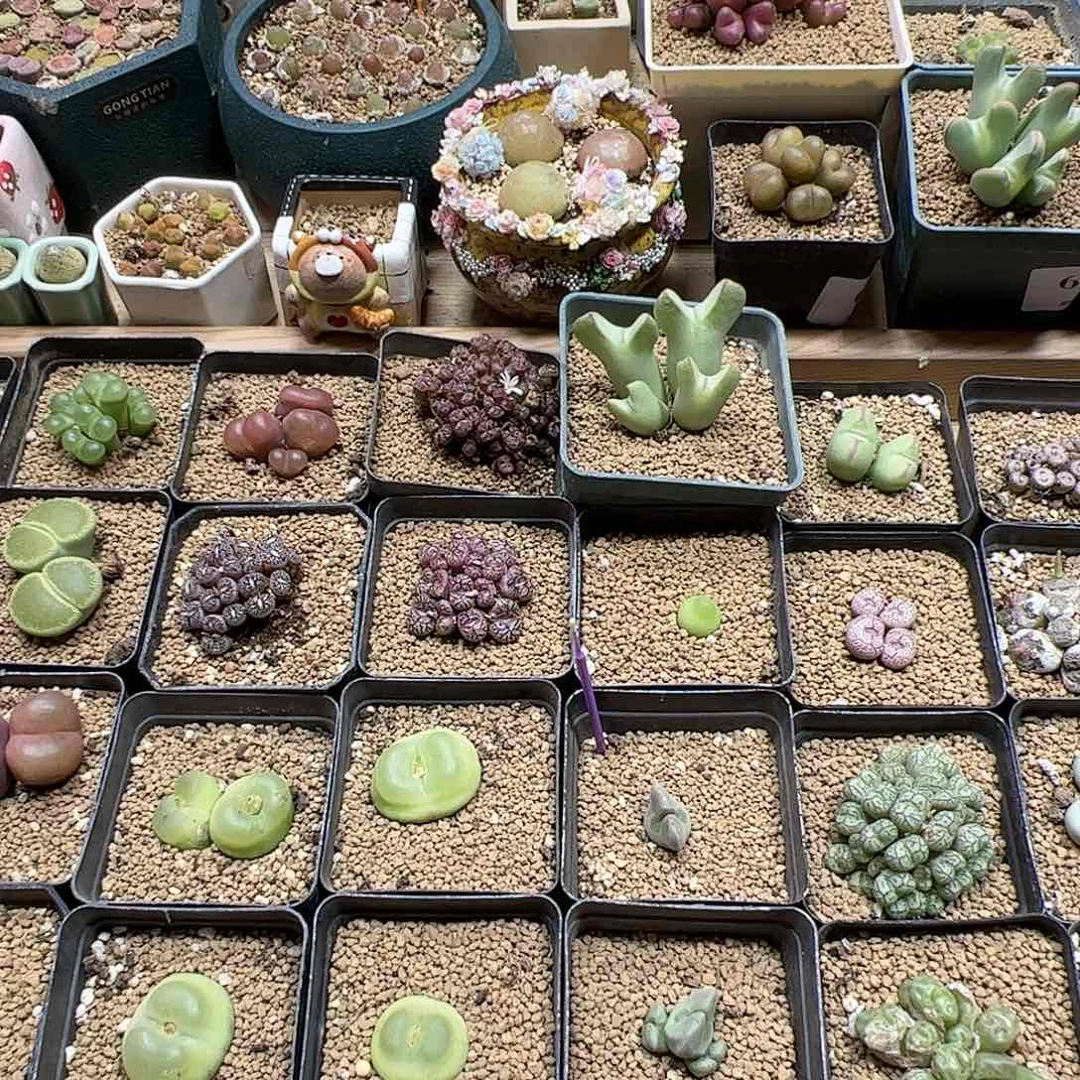 【闪购商品】文*样文小样