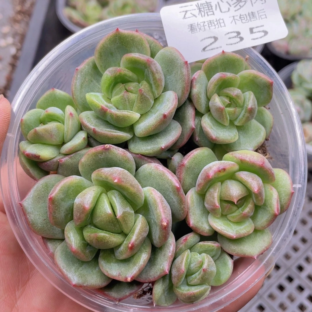 云糖心多肉植物235