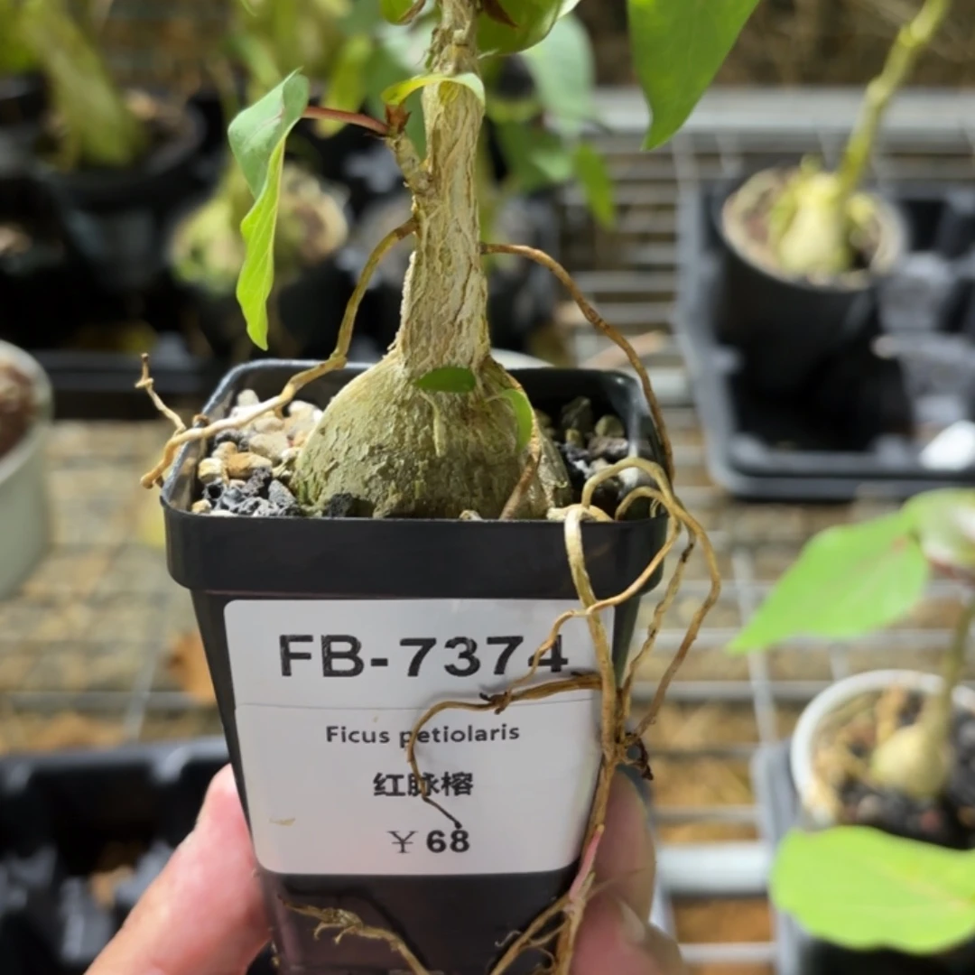 红脉榕FB-7374.