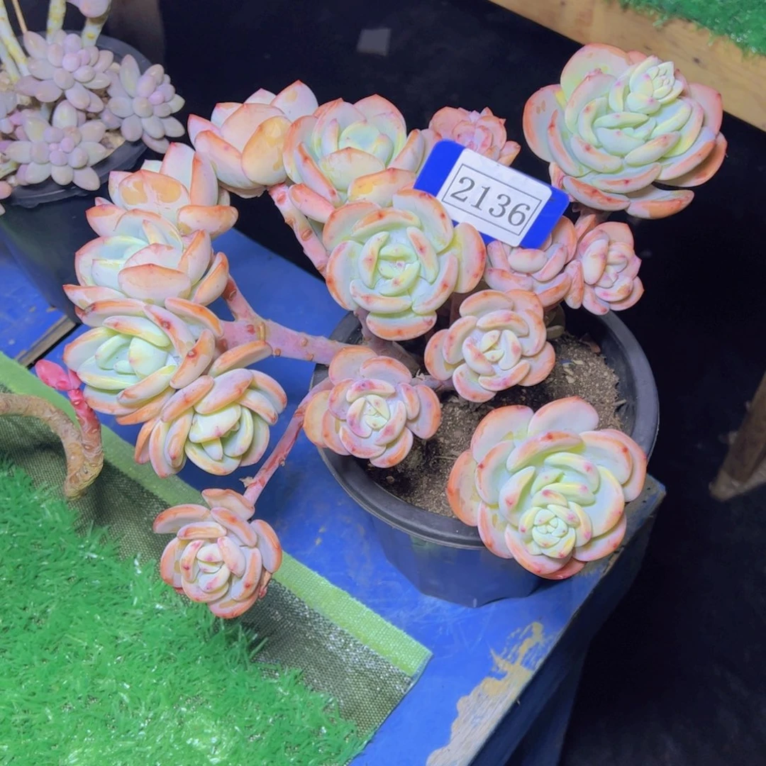 白月光2136多肉植物