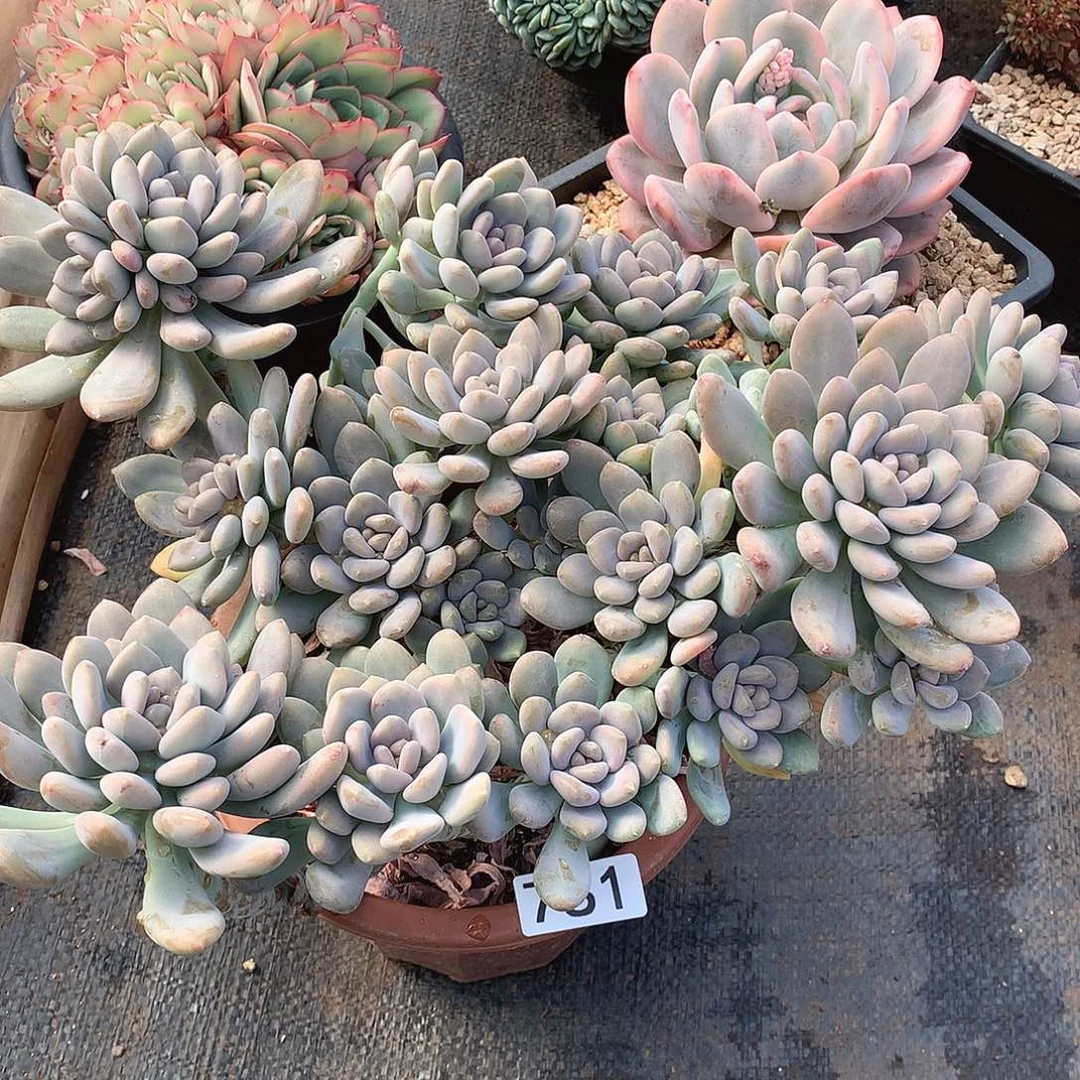 781美人手指一物一拍多肉