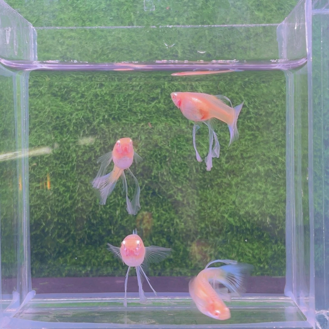 孔雀鱼四对蓝白绣孔雀鱼