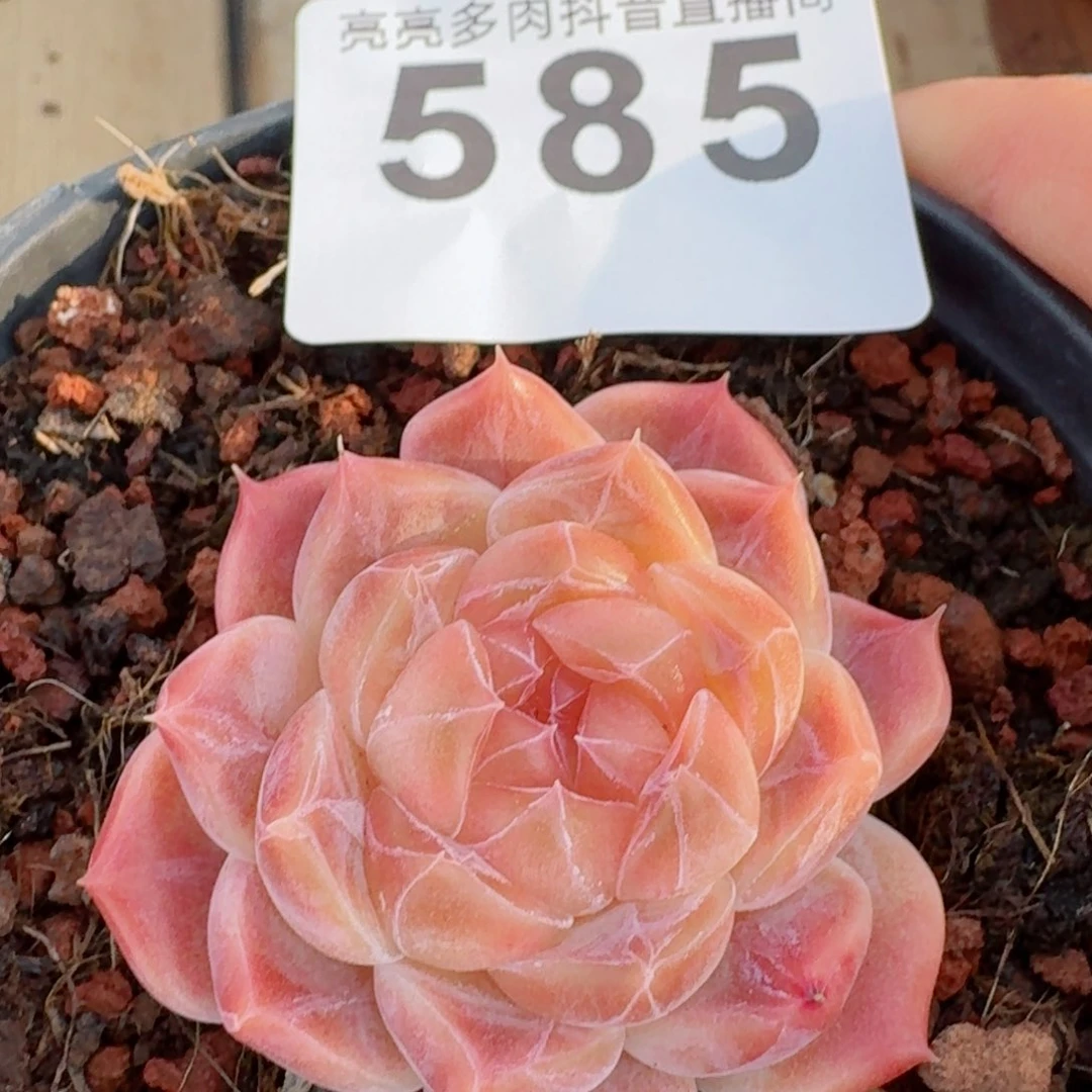 冰魄  开播福利捡漏随单发满58包邮