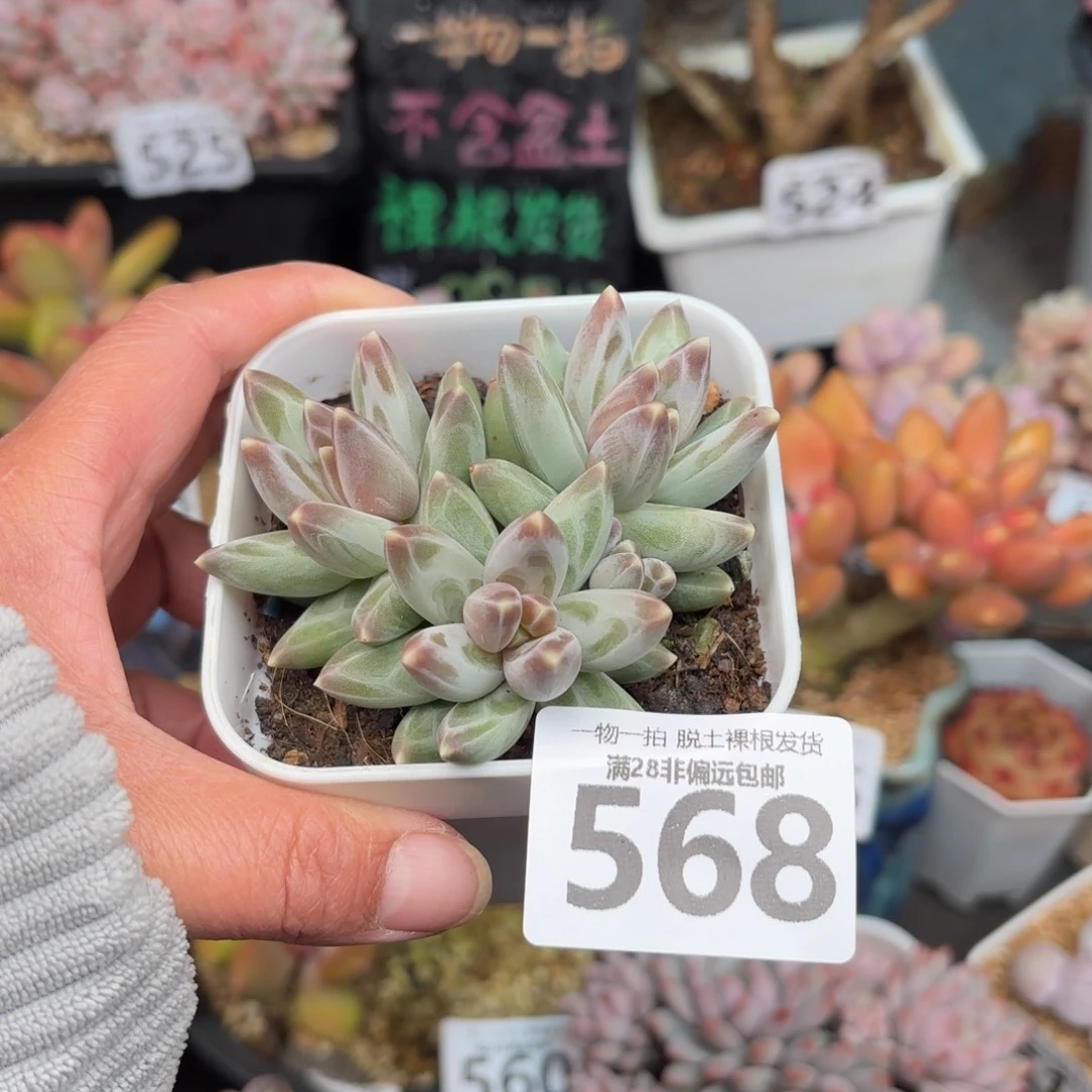 乌拉克拉无盆土发货