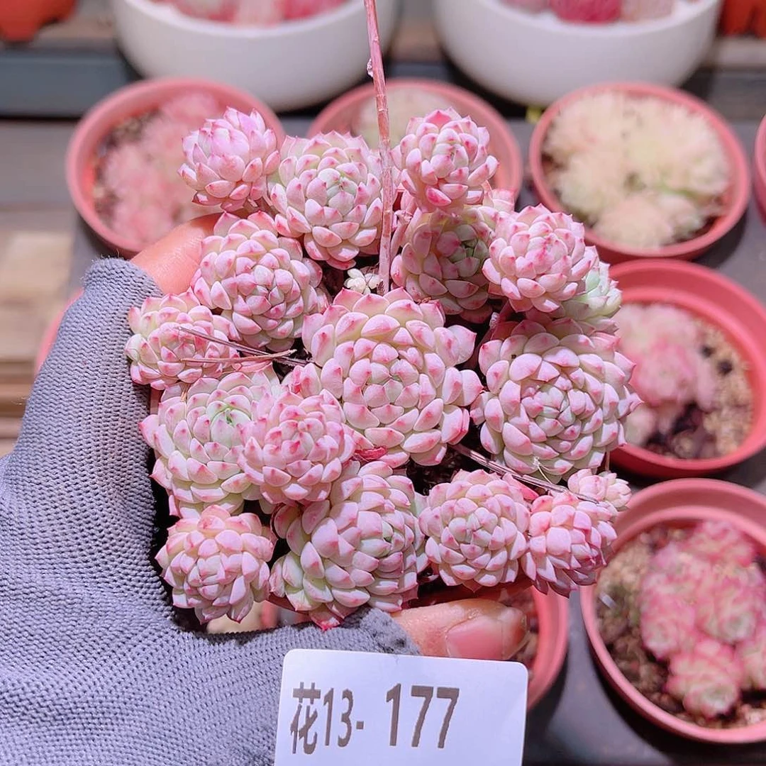 花13-177小粉莓群生