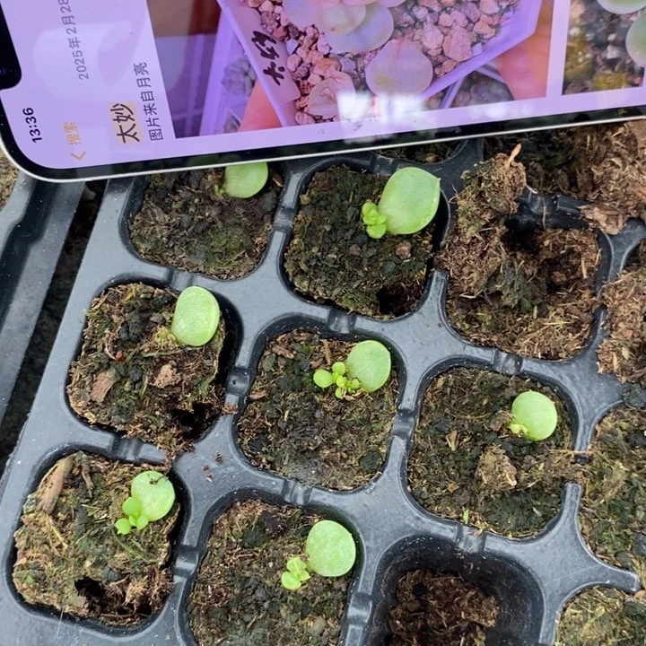 太妙芽苗一个多肉