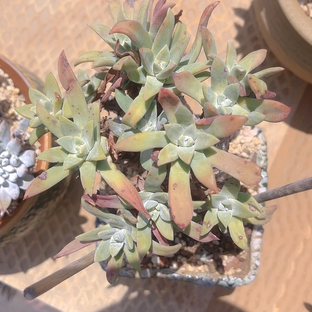 苹果叶老桩多头带盆