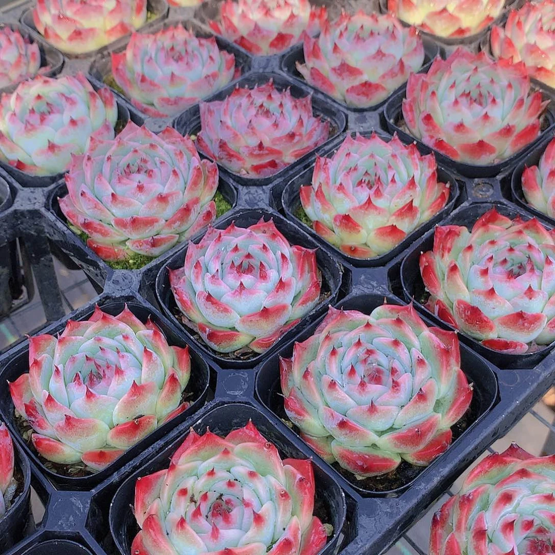 两颗吉娃娃235677889900