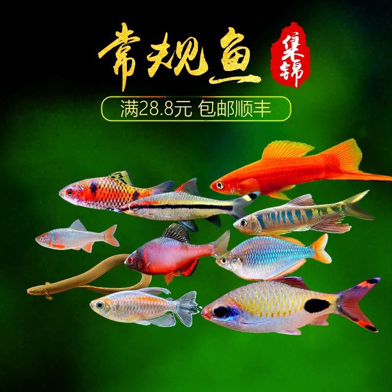 常规鱼集锦热带观赏鱼练手入门红剑刚果美人米奇四间虎皮玛丽鳑鲏