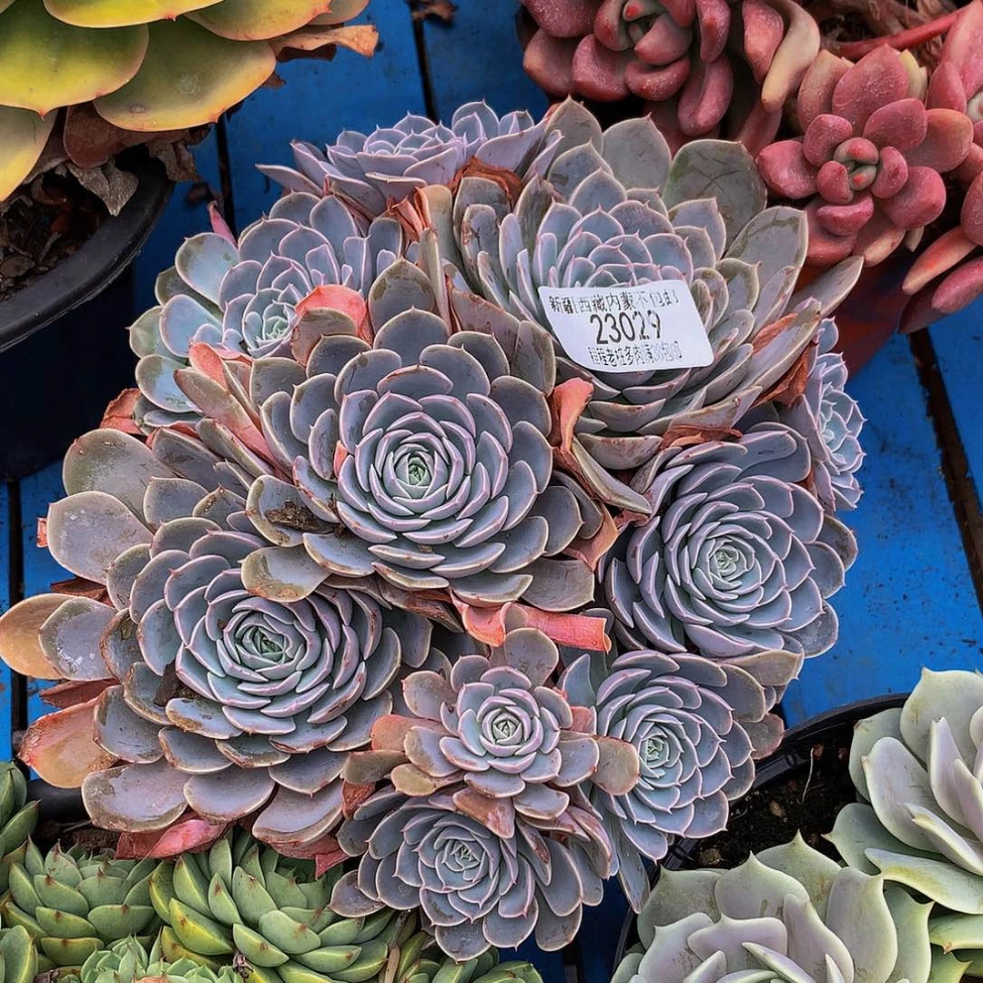 老***头天赐23029多肉多肉