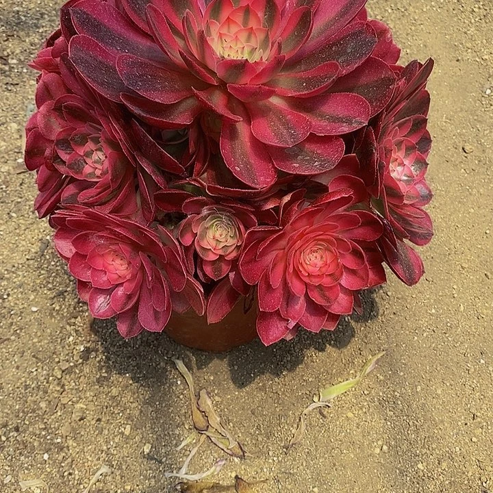 多肉倾城012多肉
