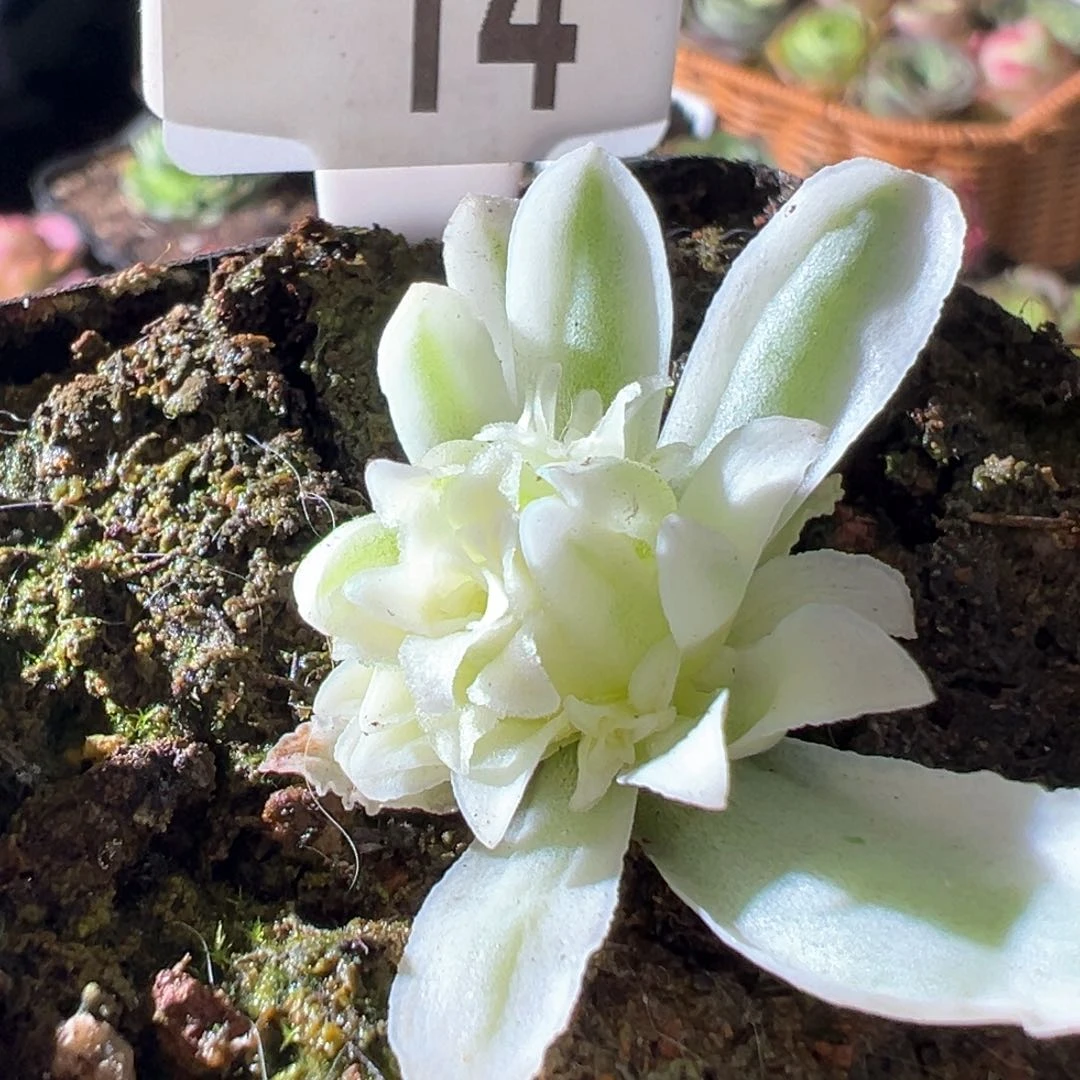 ｜****秋夕14山地玫瑰多肉