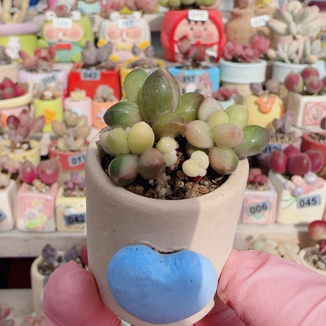 天空美人锦 盆口3cm