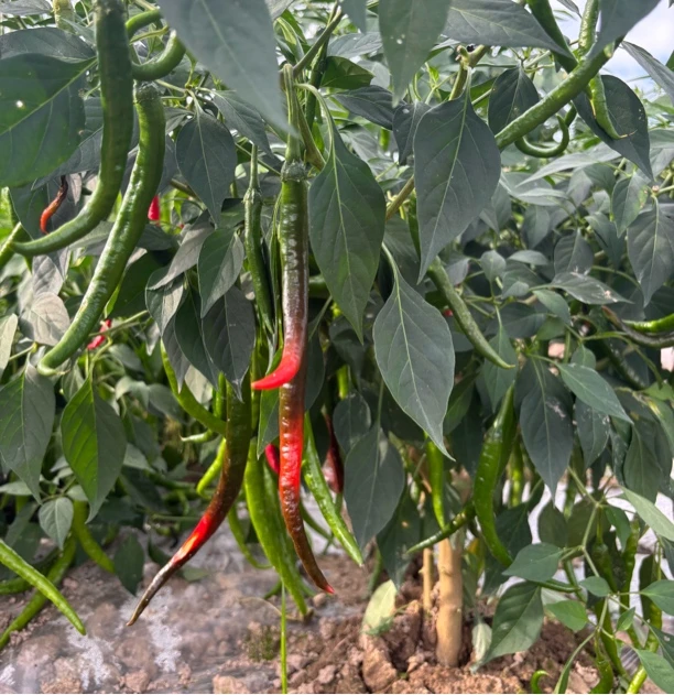 湖南本地露天辣椒-中辣