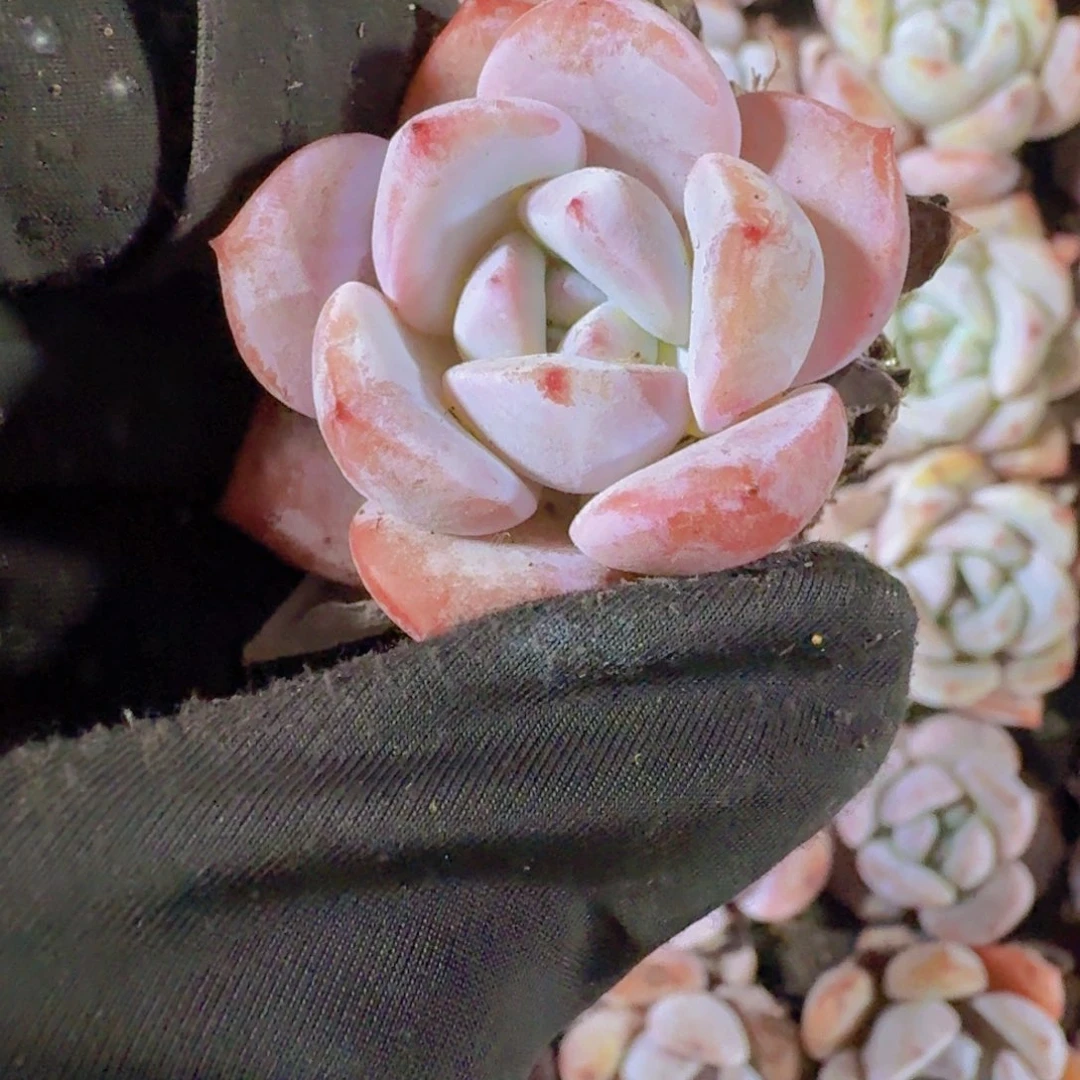 精品星星梦一米一颗