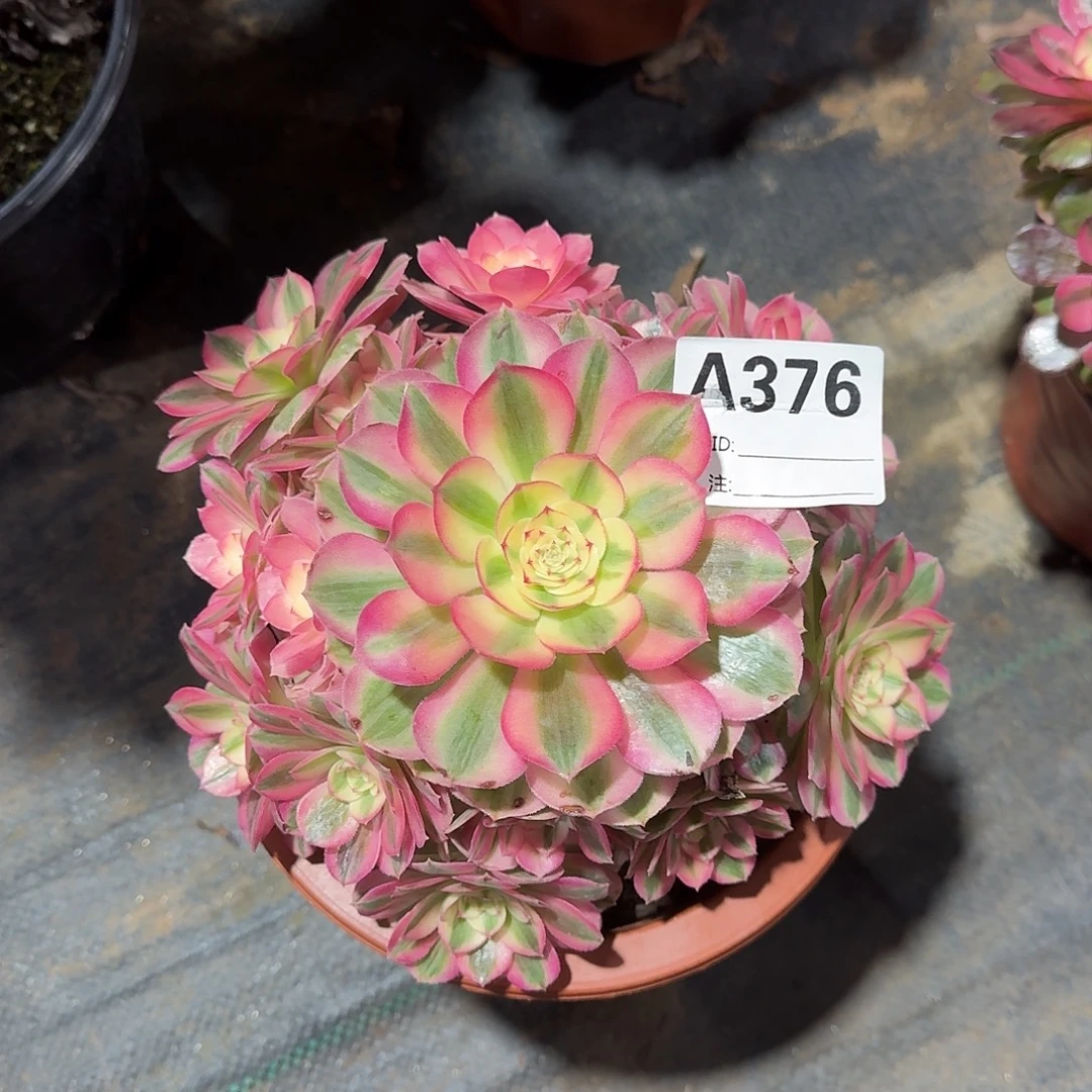 倾城多肉法师a376