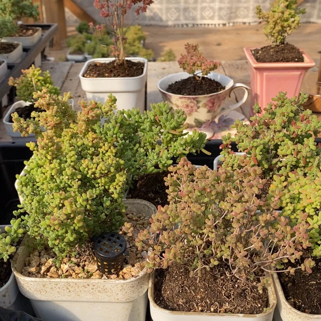 蜜桔糖球来了哦025