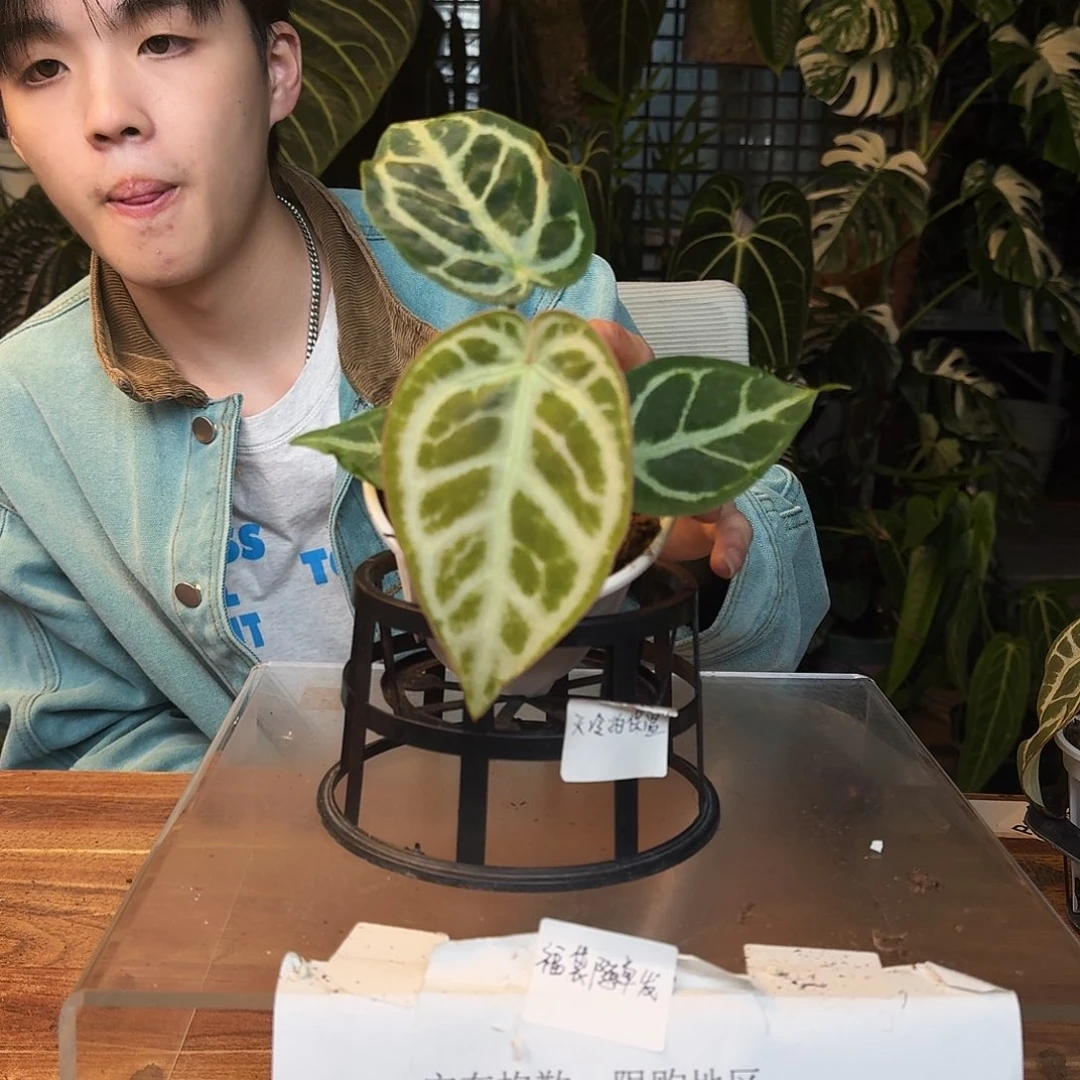 完全开放H60skg银杂撕裂纹