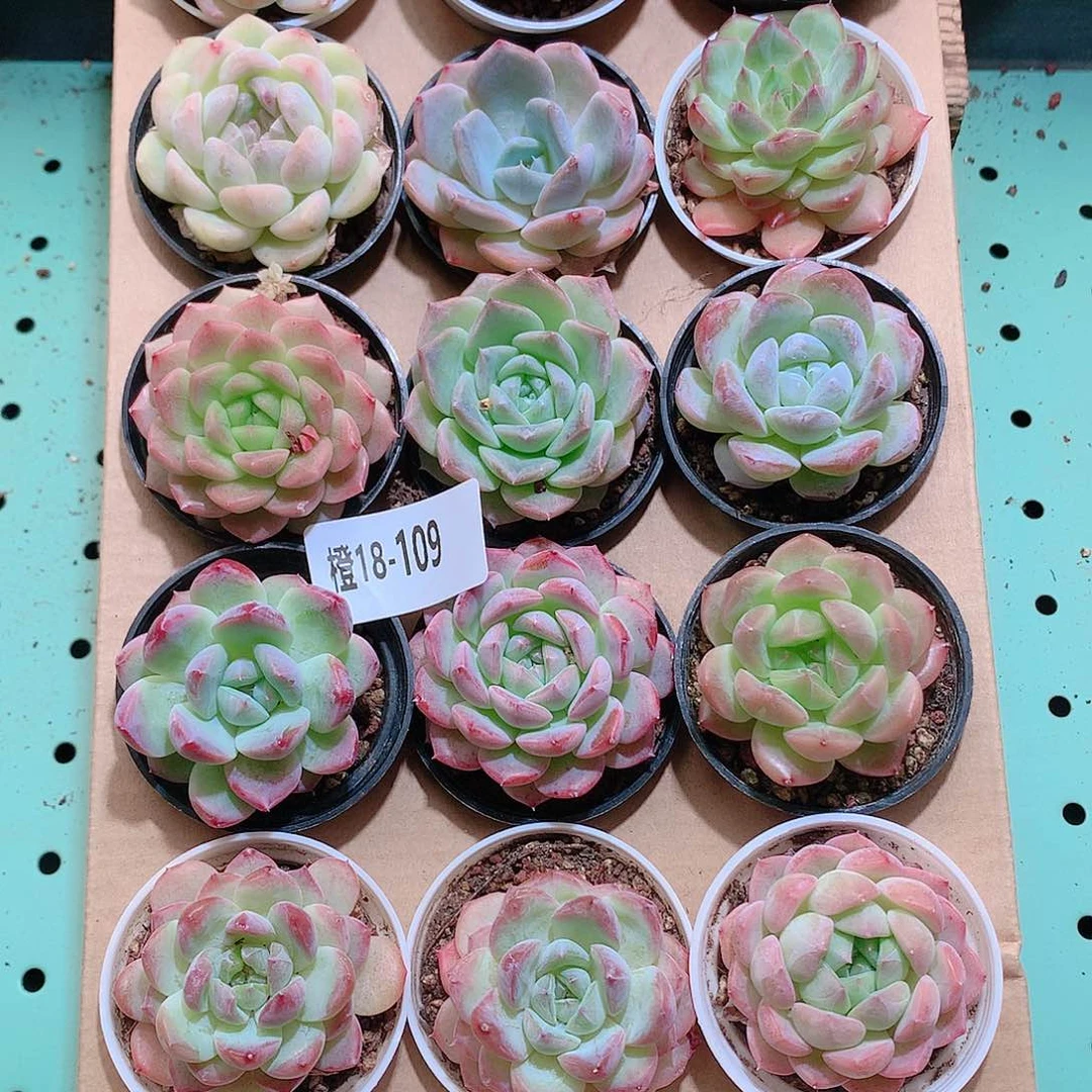 18-109一物一拍带盆18颗