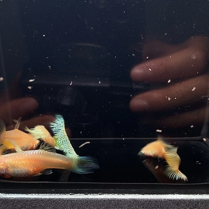 黄化黄蛇王蕾丝48米3对尾巴微瑕