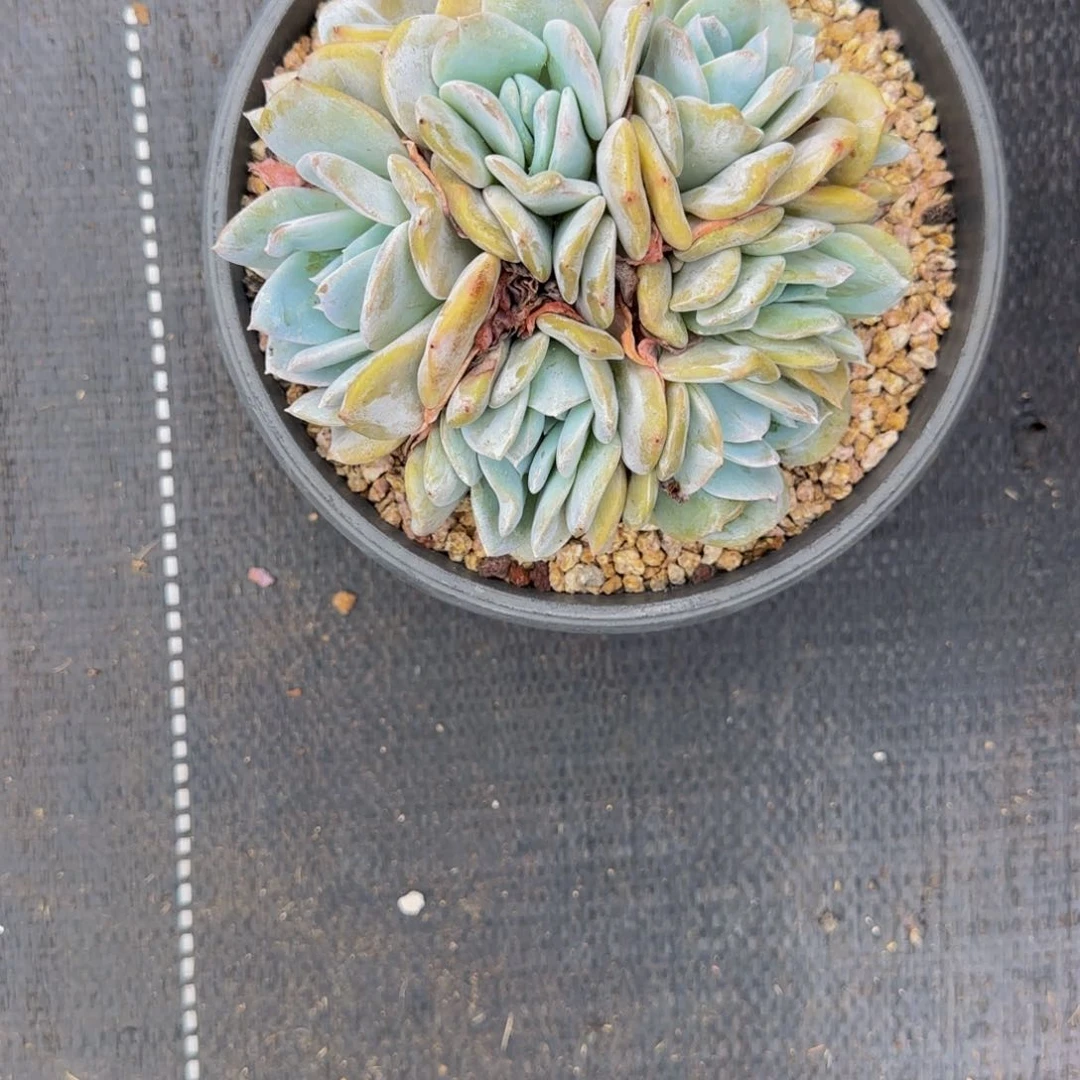 无花朵D21，雪特群生