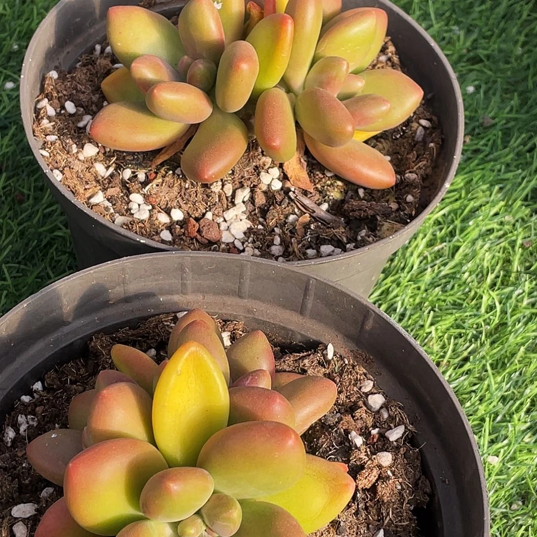 整桩无砍三头芒果奶一颗