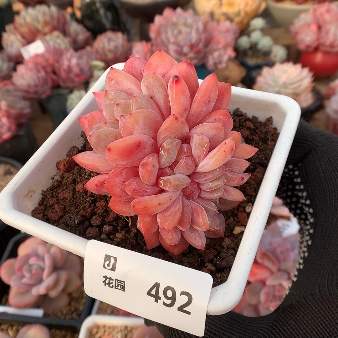 492雪天使綴化多肉植物6666