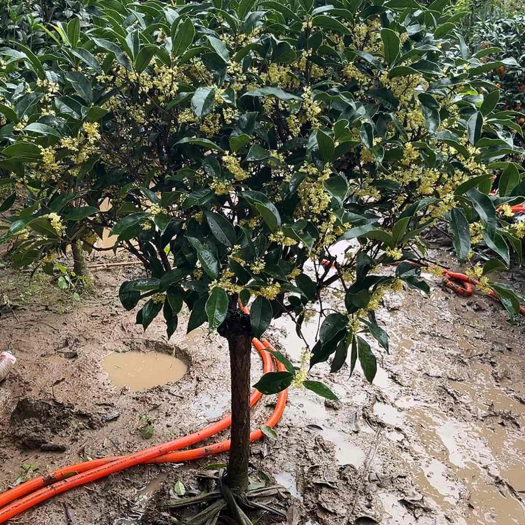 当前无花栽培后可以开花圣***间