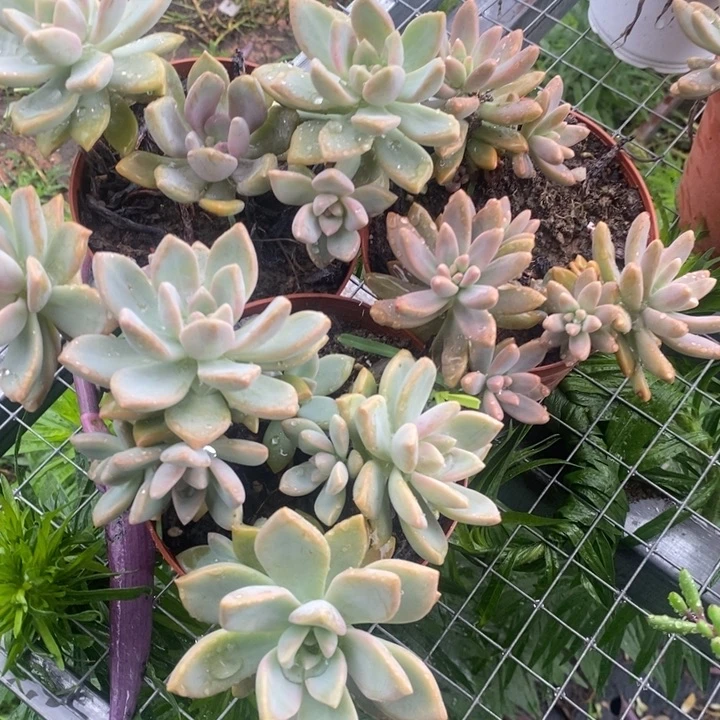 当前无花栽培后可以开花一组3盆包邮