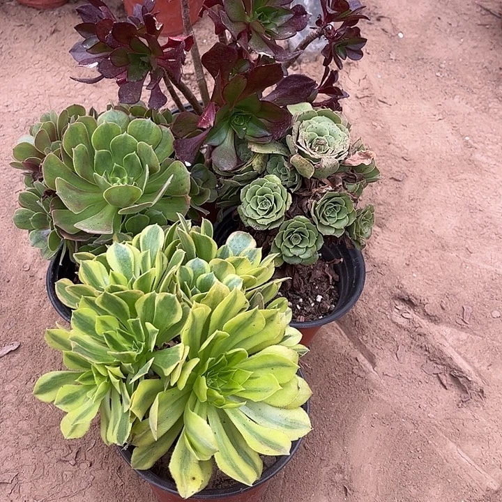 510多肉植物组合，