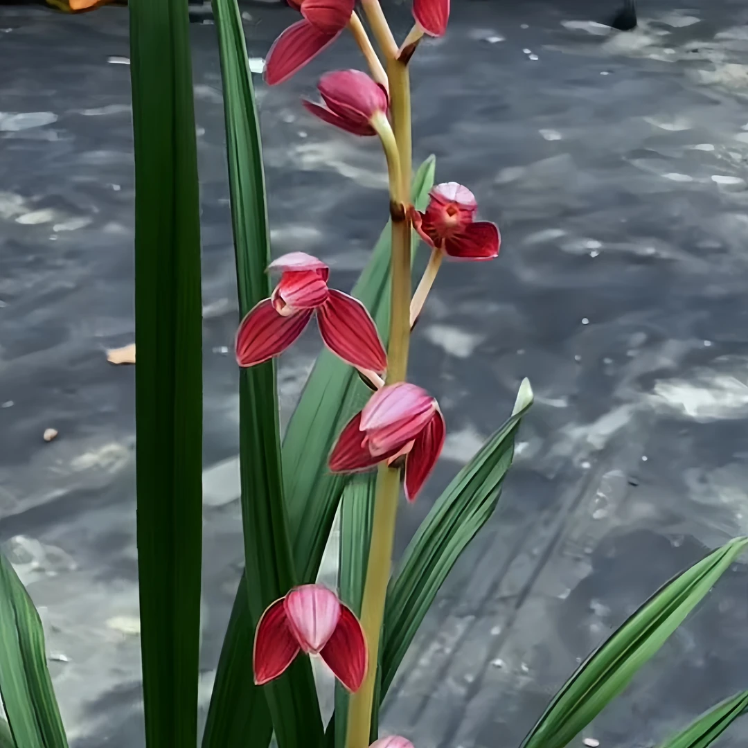 【秋榜-红荷】古道兰艺高山国兰 易养活无温室阳台养兰