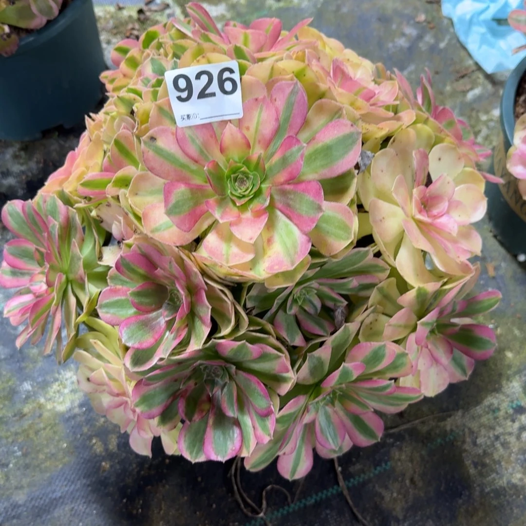 大雨河多肉植物老庄926