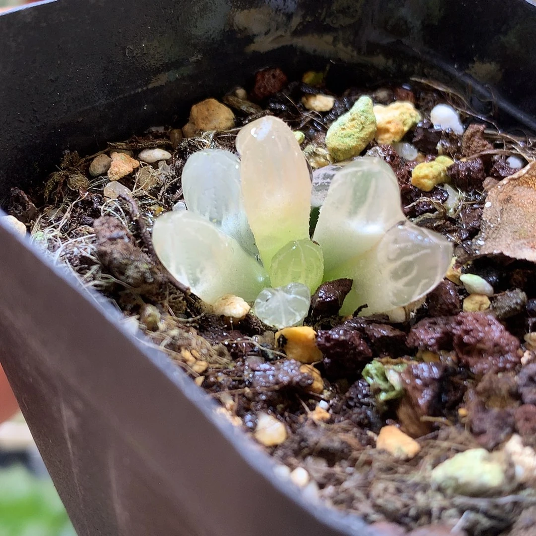 玉露锦带盆土发货哦哦