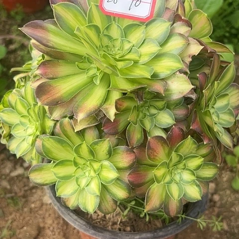 乐*多肉韶华26不包断枝