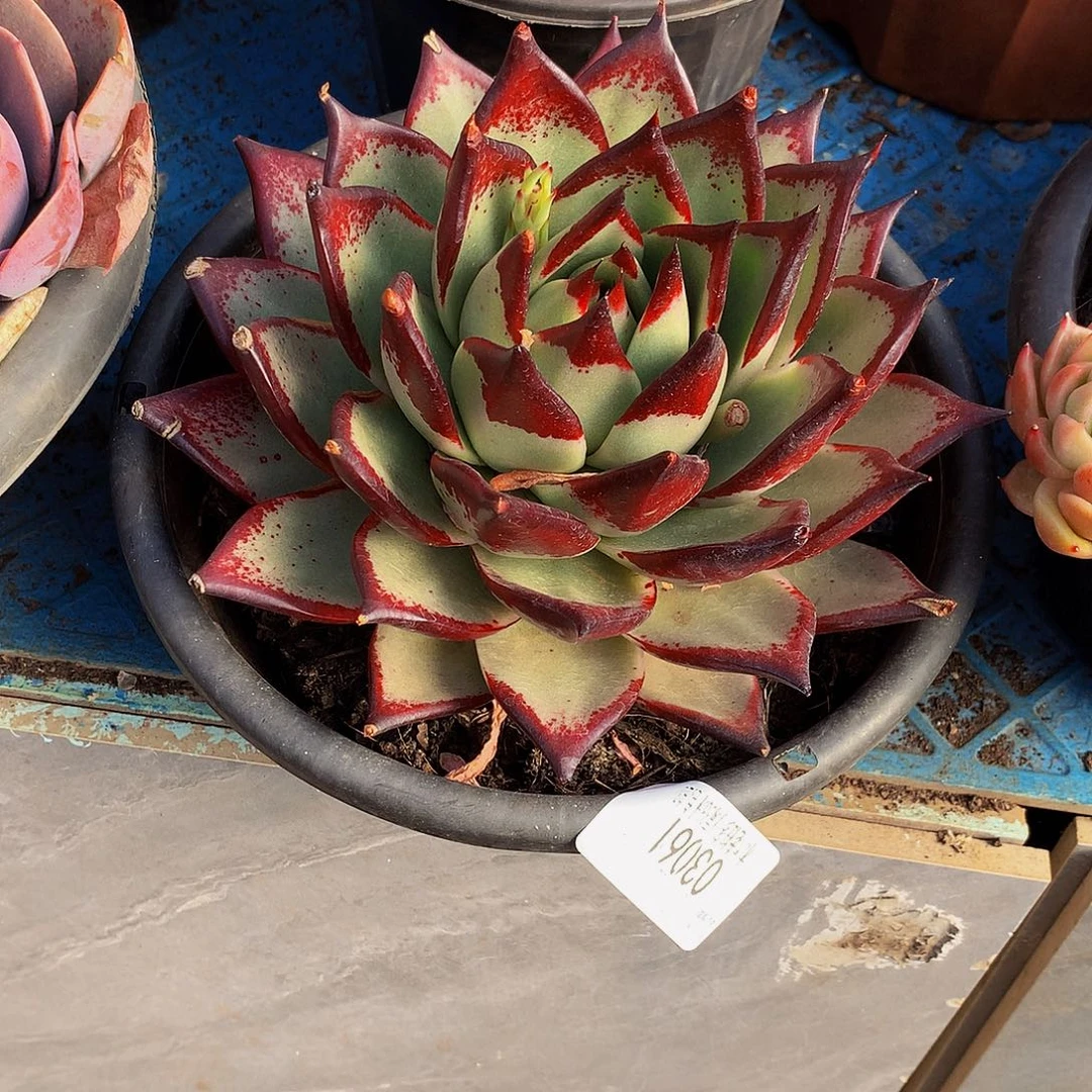 娘***娘    乌木多肉03061