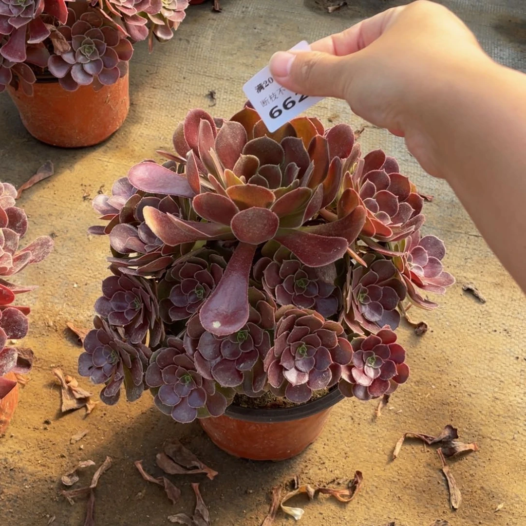 662荷兰法师多肉断枝不包