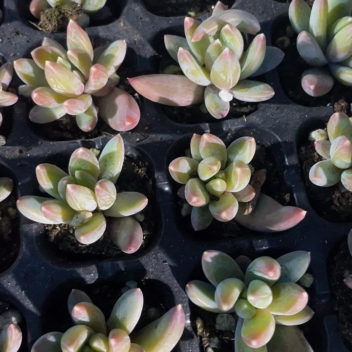 小炫彩1元带土发