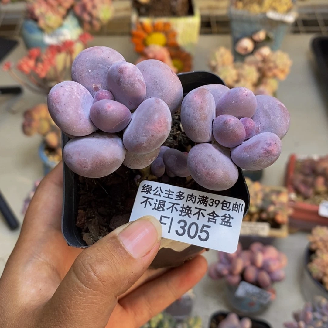 305彩虹奶多肉6c m